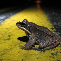 5 Things We've Learned About Addressing Amphibian Road Mortality