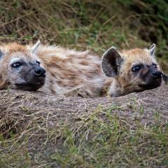 Two young hyenas rest looking out of a den.