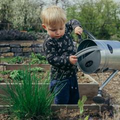 A toddler uses a watering can on a raised garden bed