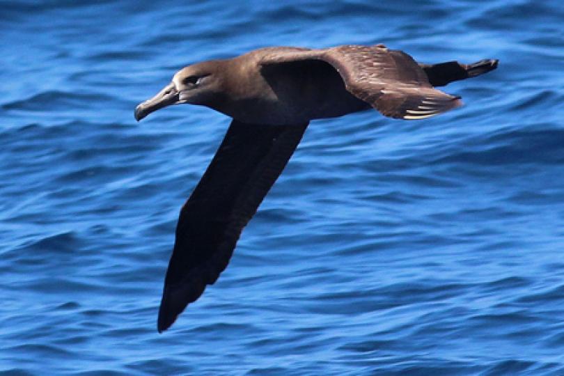 Working Group Re-Assessing Pacific Albatross Population Status