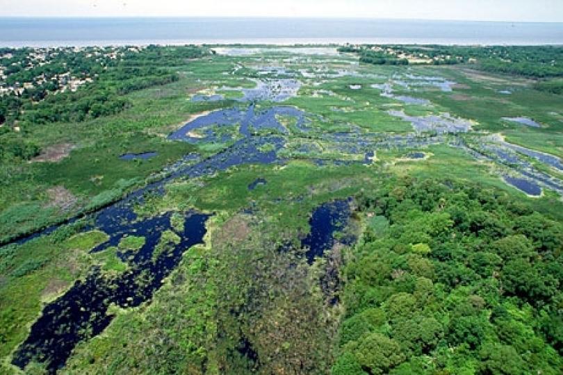 Using Wetlands to Mitigate Climate Change