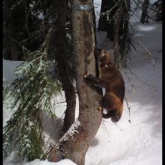 A wolverine visits a survey station in the North Cascades of Washington.