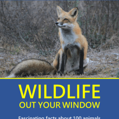 “Wildlife Out Your Window” book cover, showing the book title, and a photo collage of a red fox, a salamander and a blue jay. 