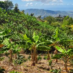 Finca Hacienda López Cortés Villalba before Tropical Storm Ernesto