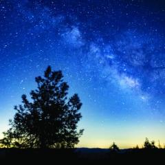 The silhouette of a large tree stands against a backdrop of yellow light along the horizon and a deep blue sky full of stars and the Milky Way, taken in Molok Luyuk. 