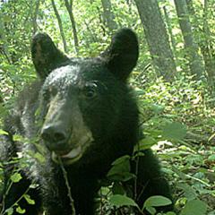 Camera trap bear