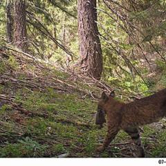 Tavis Forrester's game camera captures bobcat photos