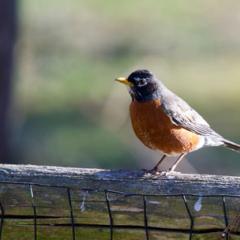 Leppold quoted on monitoring disease killing birds in mid-Atlantic states