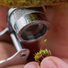 The tiny forest that saved the wilderness