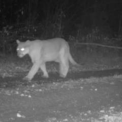 Black and white trail camera photo of mountain lion walking along dirt tire tracks in a forest at night