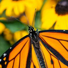  a close up of a male monarch butterfly resting on blooming black eyed susans. 