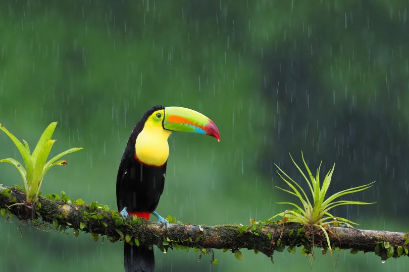 Toucan on a branch