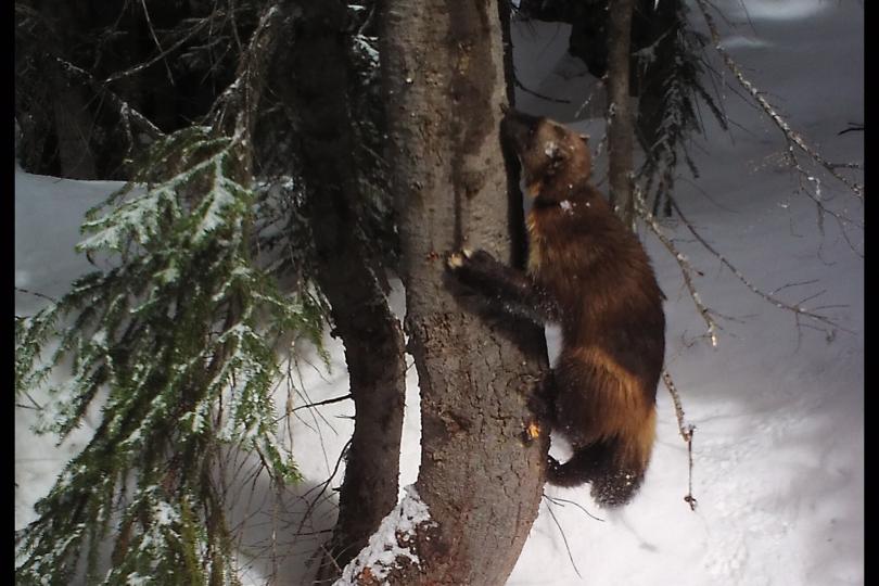 A wolverine visits a survey station in the North Cascades of Washington.