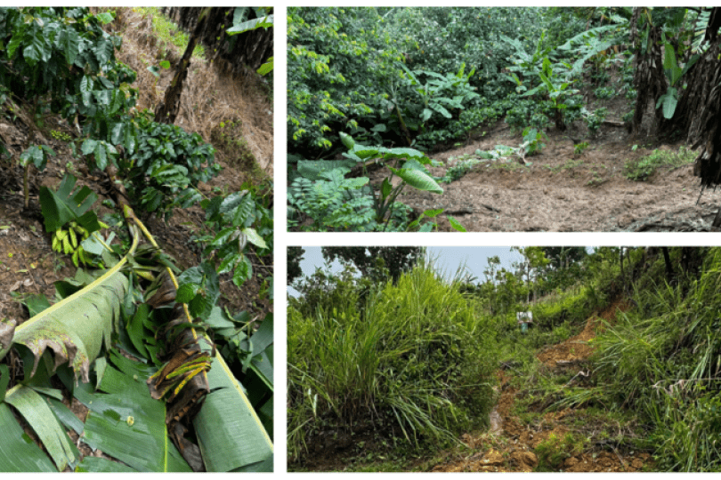 collage of images from farms in puerto rico