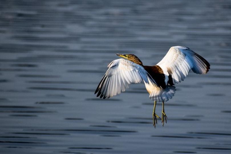 People of Color in Wildlife Ecology database launched 