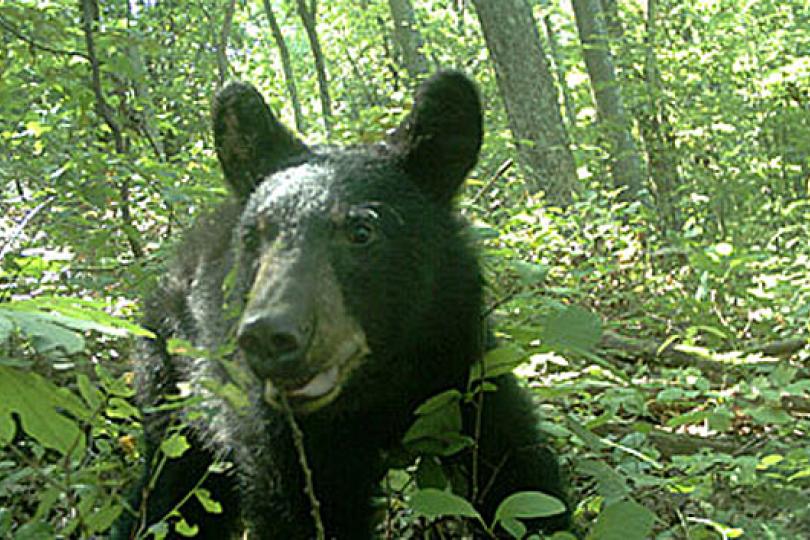 Camera trap bear