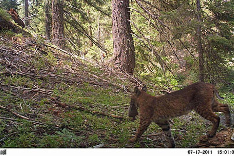 Tavis Forrester's game camera captures bobcat photos