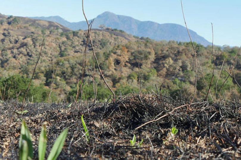 At Santa Rosa's Pepperwood Preserve, nature rebounds from massive wildfire