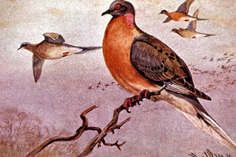 The Passing of a Pigeon