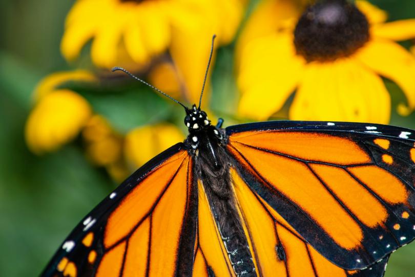  a close up of a male monarch butterfly resting on blooming black eyed susans. 