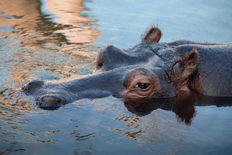 Subalusky co-authors study on hippo poop creating community guts in African pools