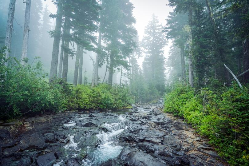 A stream and trees in mist at Mt Rainier National Park