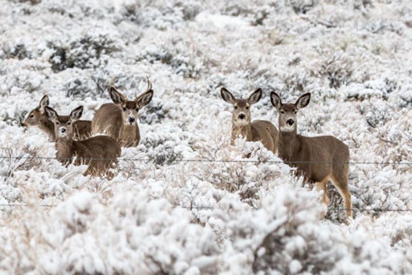 Don’t hike so close to me: How the presence of humans can disturb wildlife