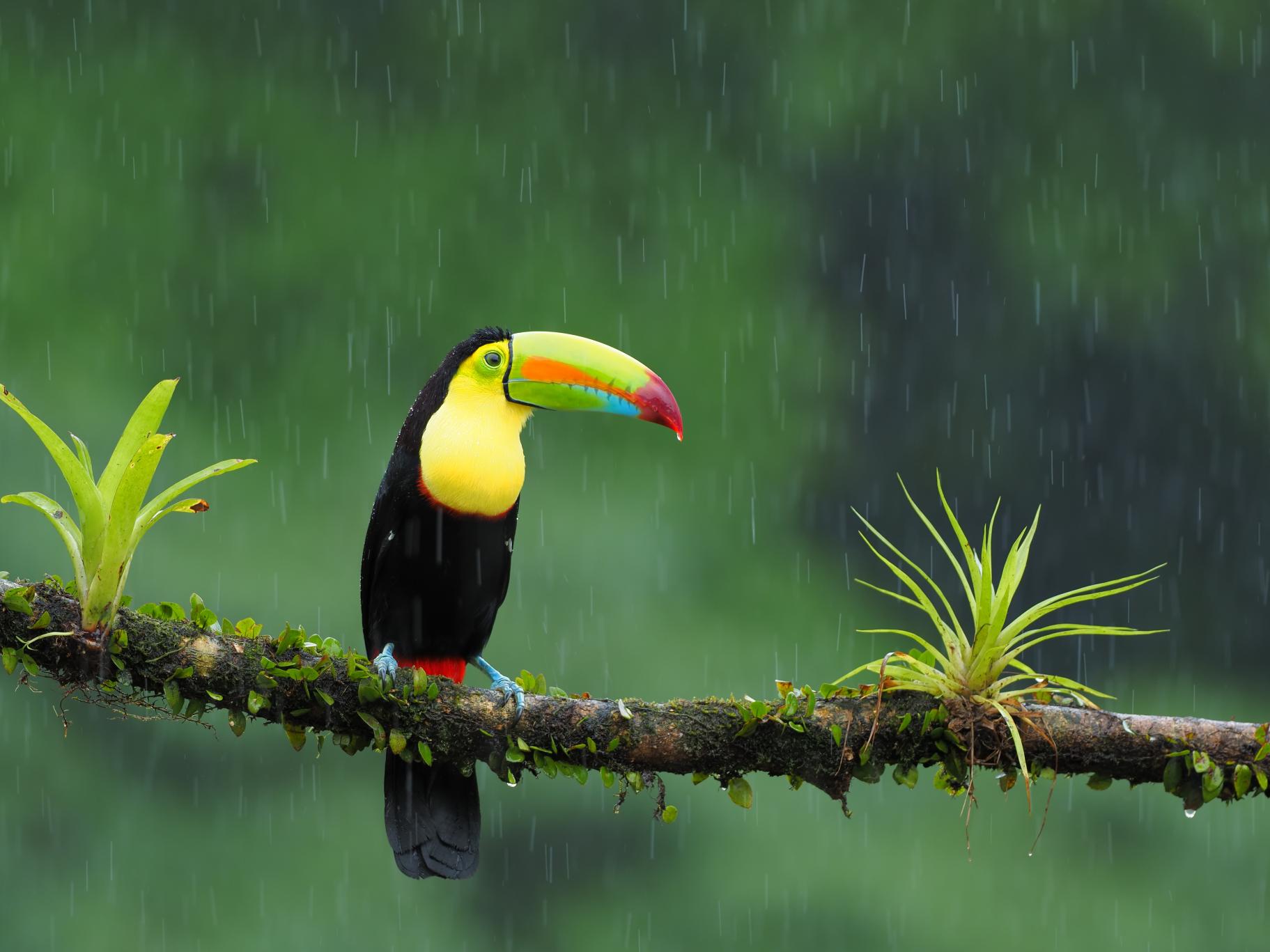 Toucan on a branch